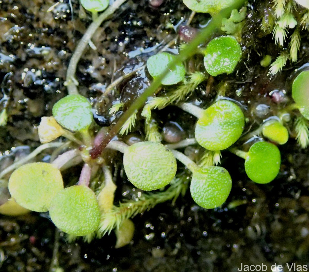 Utricularia striatula Sm.